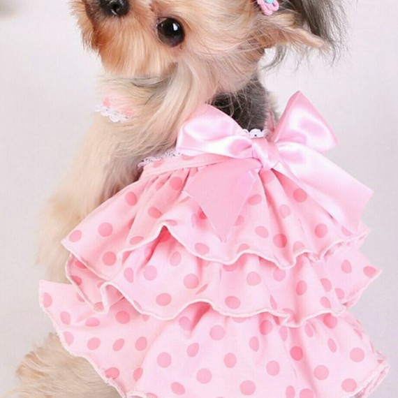 https://kvdesigners.npaym.com/products/pet-dress-32