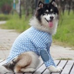 Pet Dress