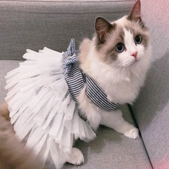 https://kvdesigners.npaym.com/products/pet-dress-008